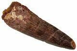 Fossil Spinosaurus Tooth - Real Dinosaur Tooth #354811-1